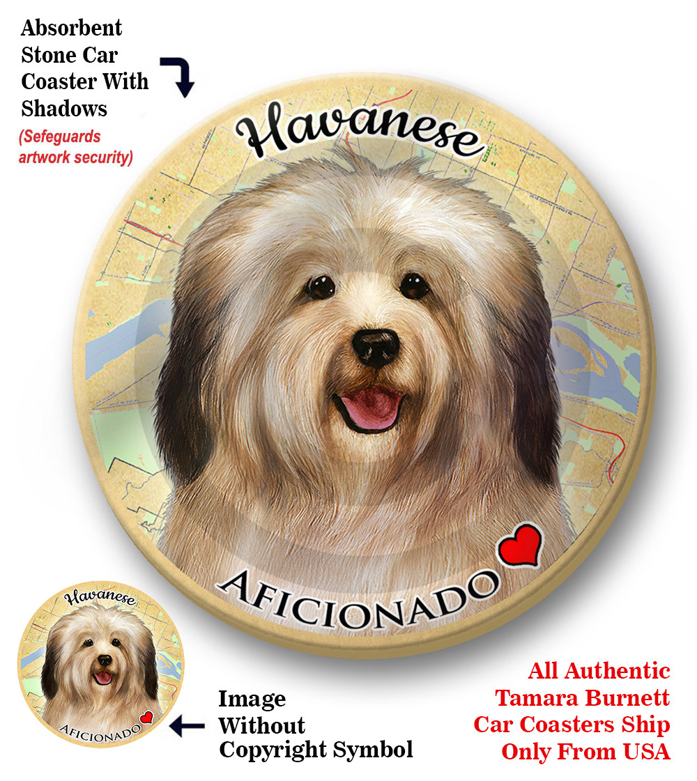Havanese (Cream) - Coaster Buddy Image